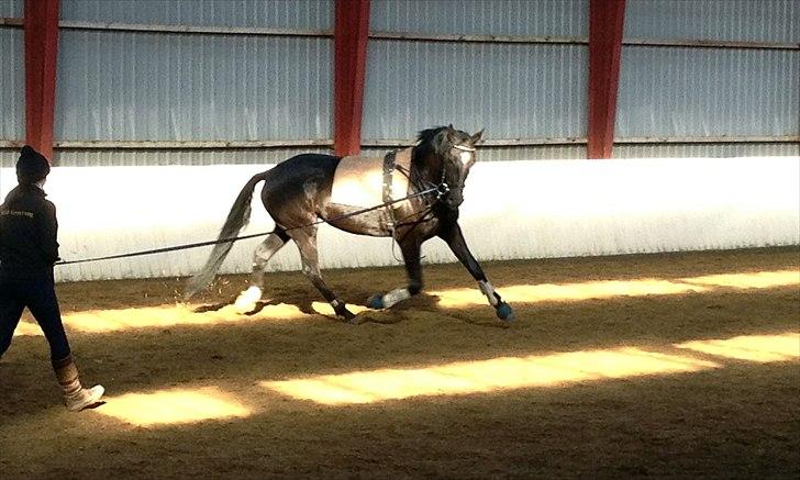 Dansk Varmblod Nofret billede 13