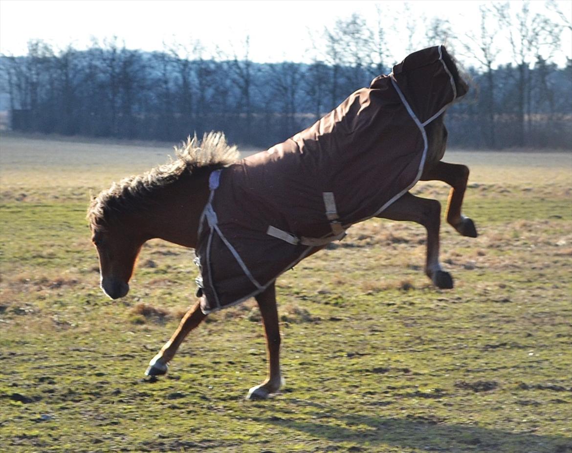 Welsh Pony (sec B) Hedebo's Cindi - Hophest! :P Cindi har ikke mere tid, så læg en kommentar og bedømmelse når i går :) billede 20