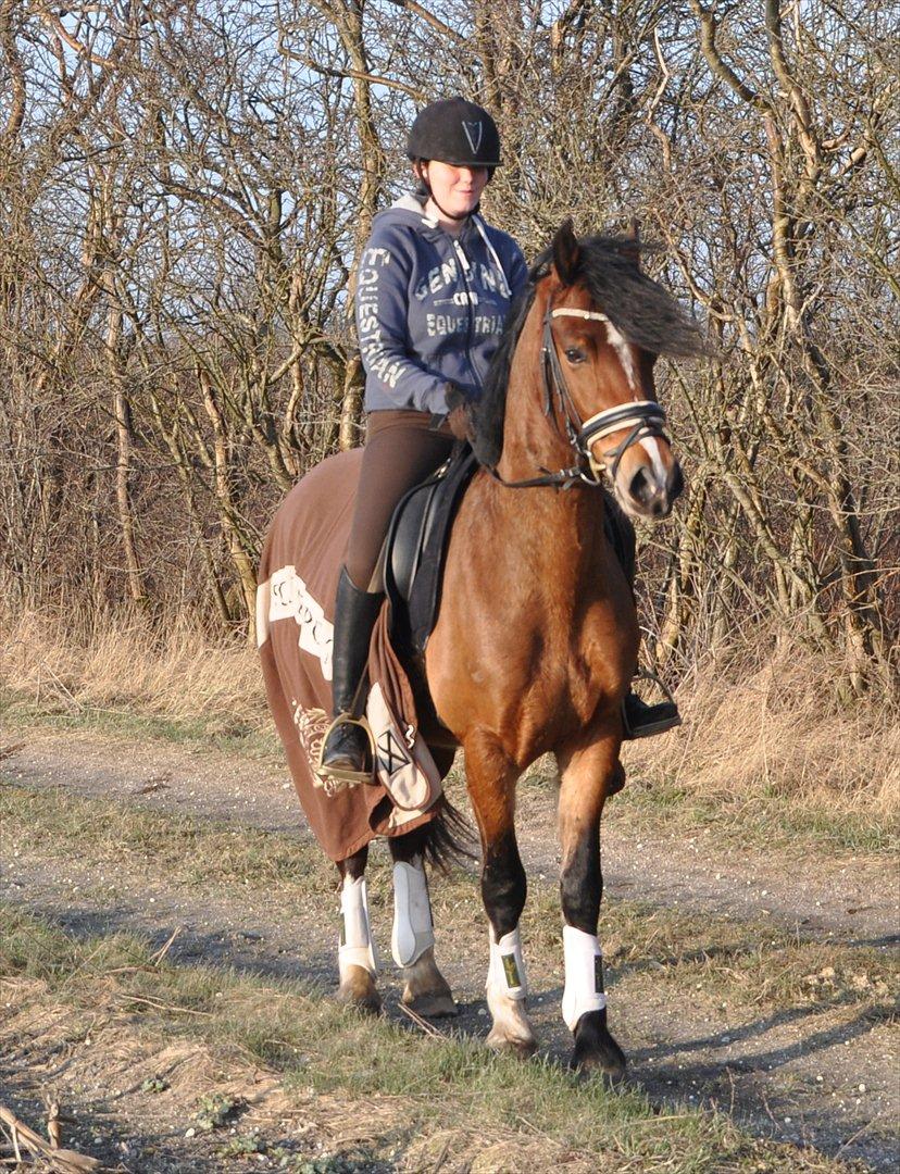 Welsh Cob (sec D) Lindbergs Milton B-PONY billede 17