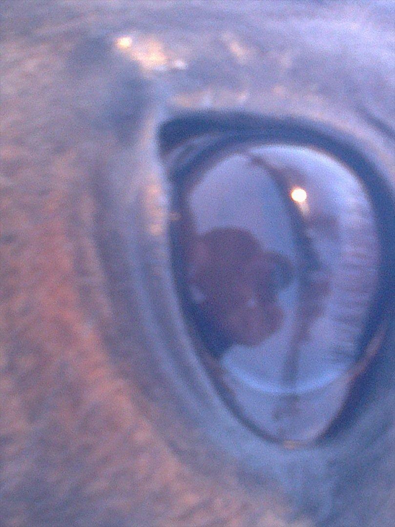 Traver Harley r.i.p min skat billede 15