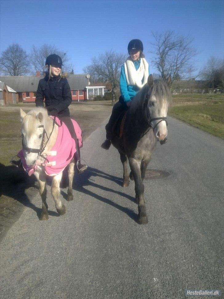 Welsh Pony (sec B) Prinssez of beauty queen <3 - Prinsen og Prinsessen<3  billede 5