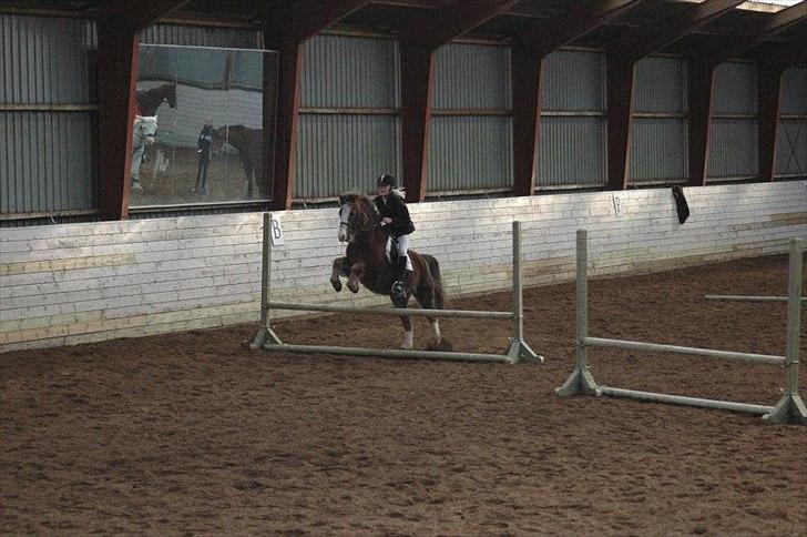 Welsh Mountain (sec A) Petra’s Dienie (Daisy) <3 - Sally & Daisy, dagen efter vi havde fået hende hjem billede 8