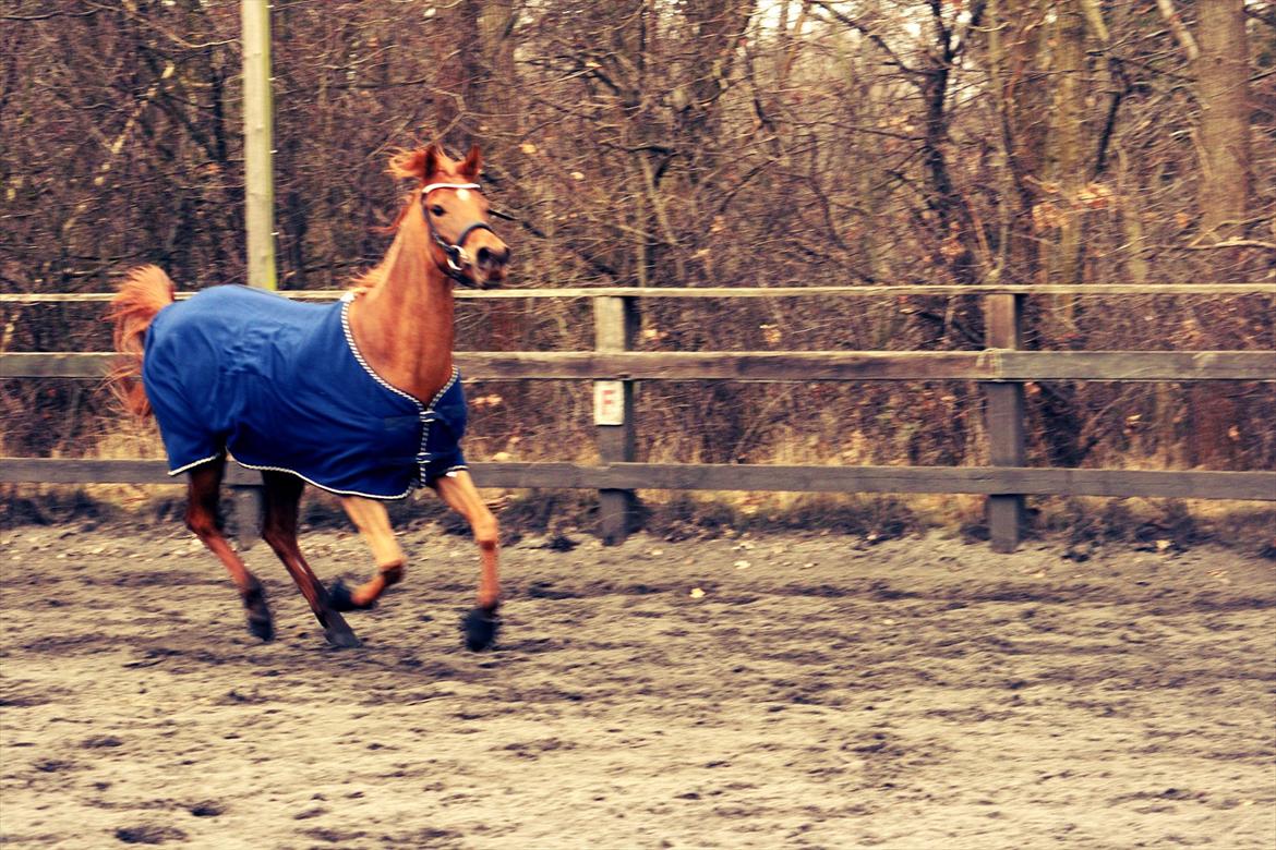 Arabisk fuldblod (OX) Princess Valencia OX billede 3