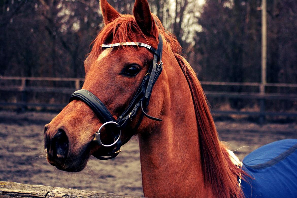 Arabisk fuldblod (OX) Princess Valencia OX - Velkommen til min kommende stjernes profil. Jeg håber den falder i smag, at i ville smide en bedømmelse af på venen og så os skrive en kommentar!  billede 1