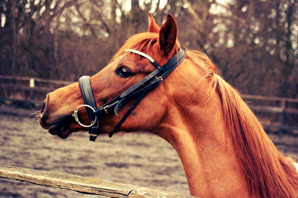 Arabisk fuldblod (OX) Princess Valencia OX billede 6