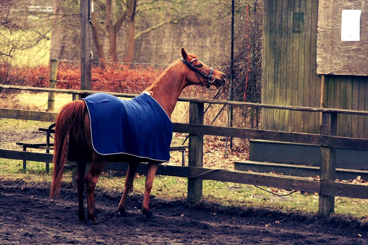 Arabisk fuldblod (OX) Princess Valencia OX billede 7