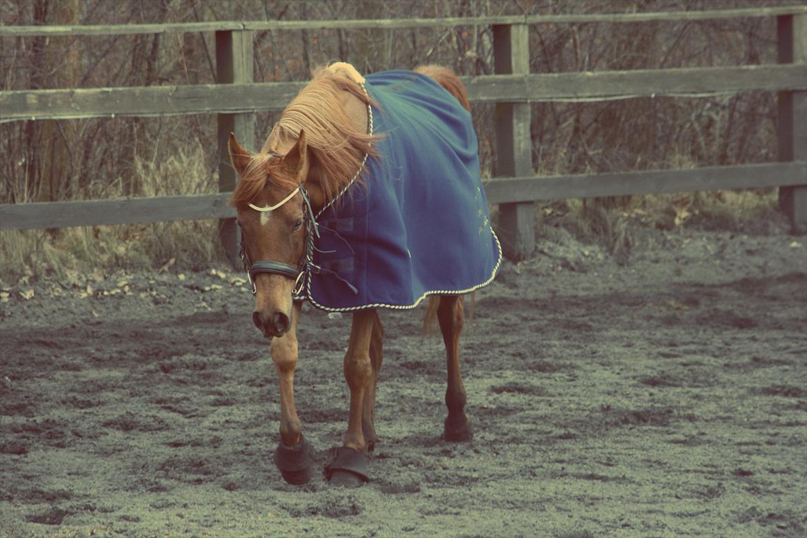 Arabisk fuldblod (OX) Princess Valencia OX billede 8