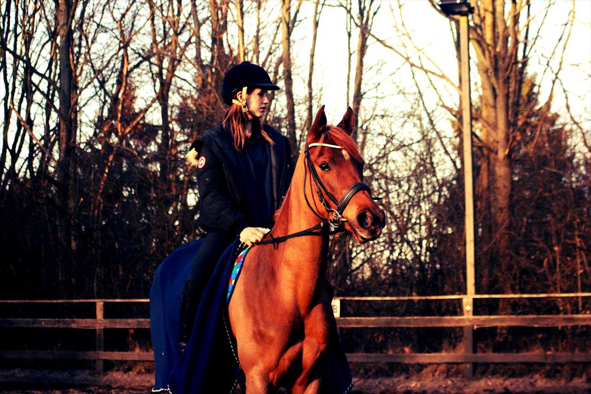 Arabisk fuldblod (OX) Princess Valencia OX billede 9