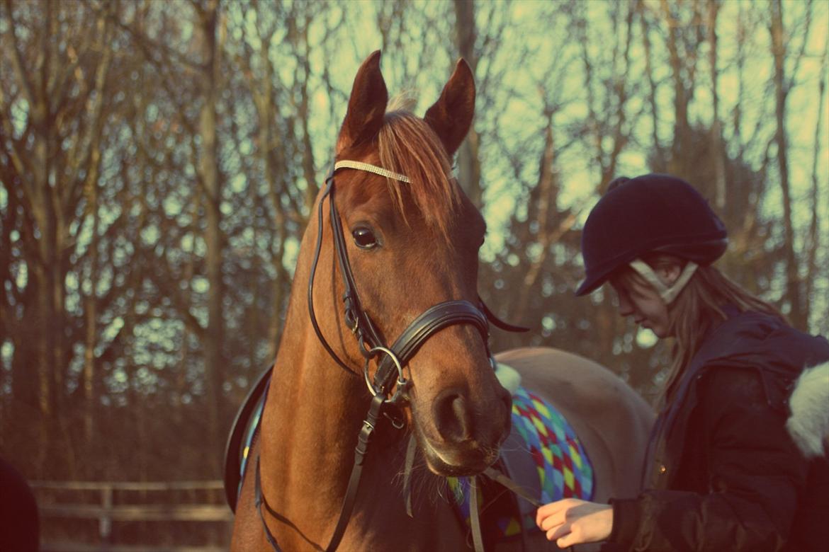 Arabisk fuldblod (OX) Princess Valencia OX billede 10