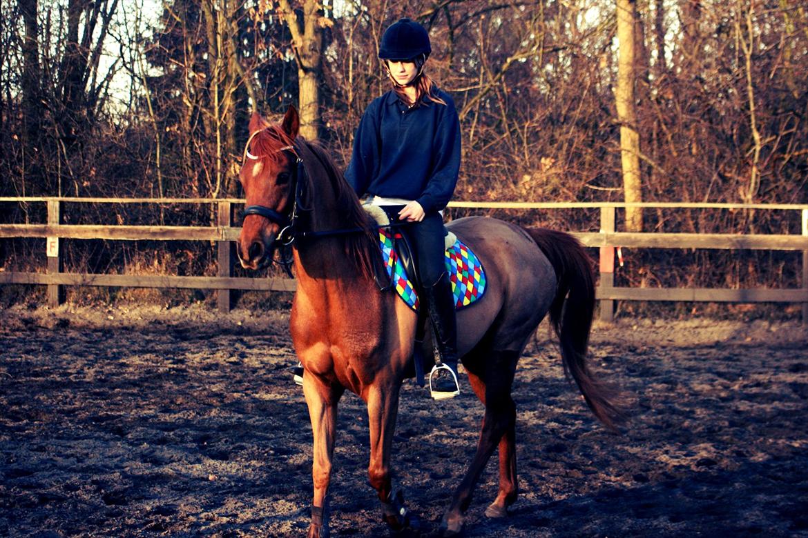 Arabisk fuldblod (OX) Princess Valencia OX billede 11