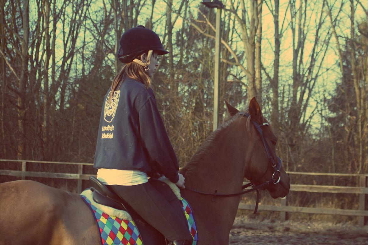 Arabisk fuldblod (OX) Princess Valencia OX billede 12