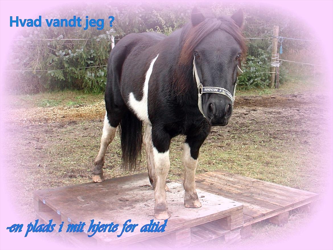 Anden særlig race Albert Lurifaxe - min lille stjerne billede 2