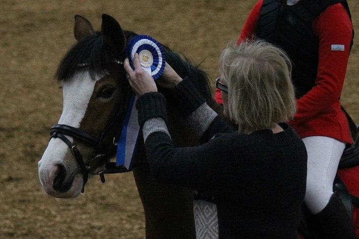Welsh Pony af Cob-type (sec C) Gribsvad Rosa - Herning 25/2-2012 LA* - Foto Nanna Busk billede 14