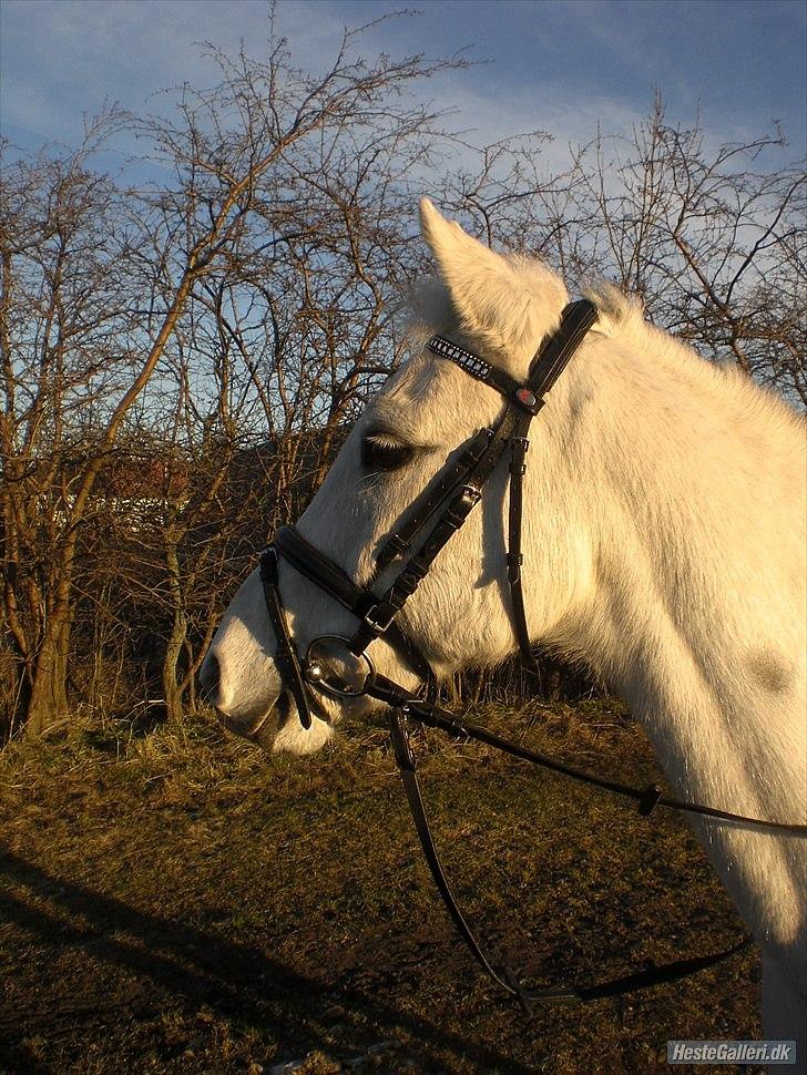 Anden særlig race Chagall (solgt) - Min prins!<3 2011 Foto: Julia

 billede 13