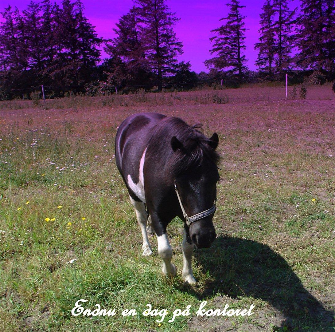 Anden særlig race Albert Lurifaxe billede 18