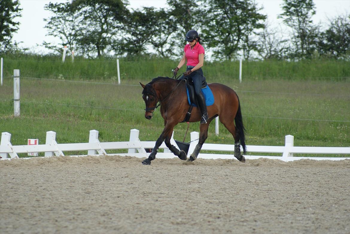 Dansk Varmblod Ni-ChAn´s Marquis-Acheron billede 3