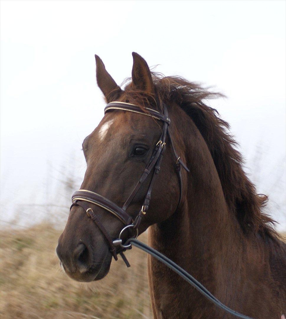 Dansk Varmblod Linkin´ Park billede 2