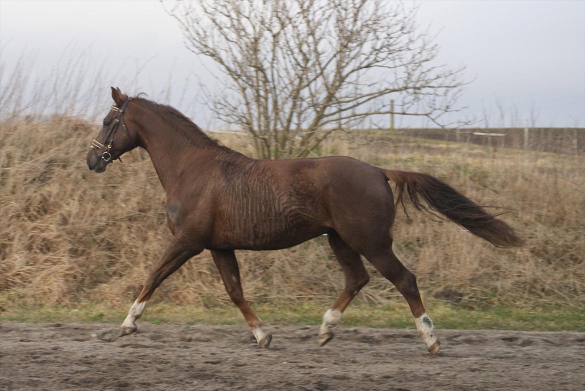 Dansk Varmblod Linkin´ Park - lækker trav billede 5