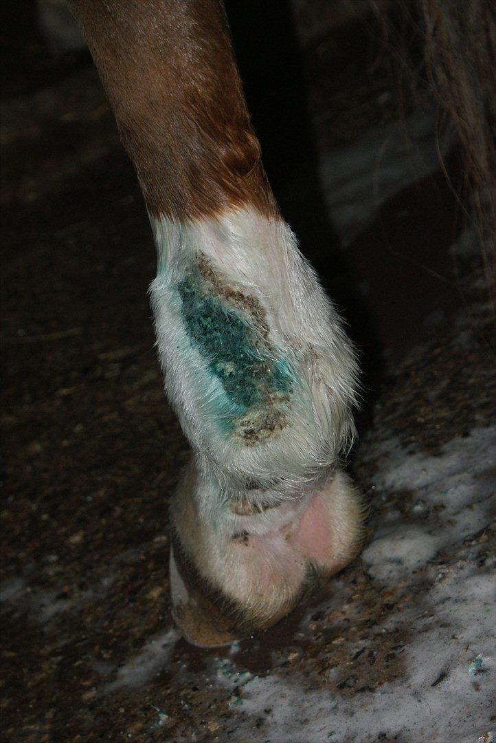 Dansk Varmblod Linkin´ Park - Lidt af hans mug :( billede 9