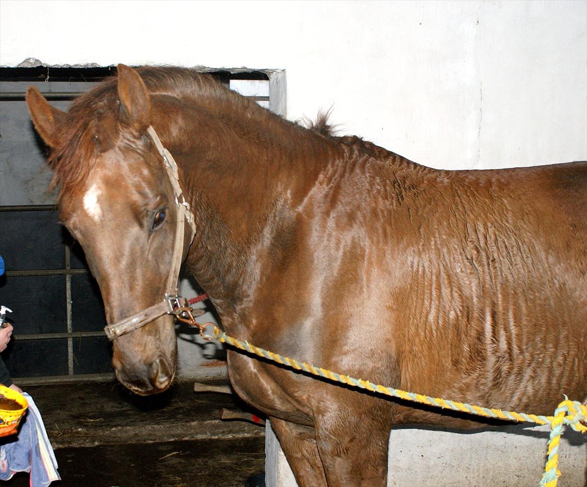 Dansk Varmblod Linkin´ Park - i vandspiltovet billede 10