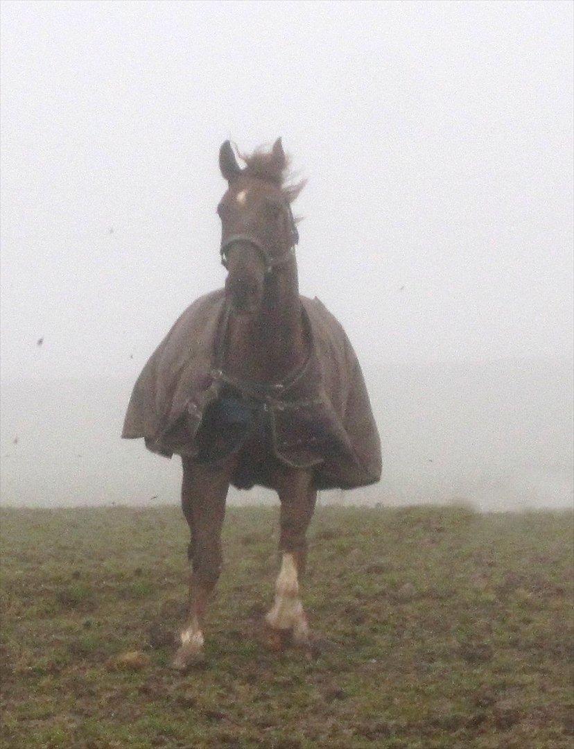 Dansk Varmblod Linkin´ Park - på fold for første gang billede 11