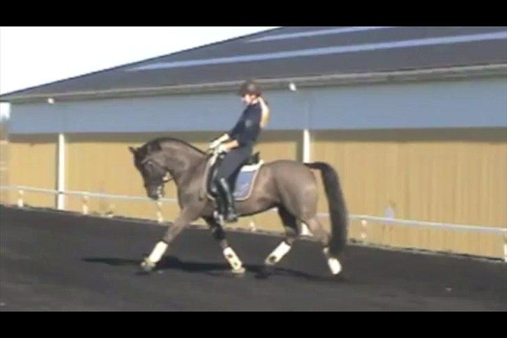 Tysk Sportspony Pan tau B billede 8