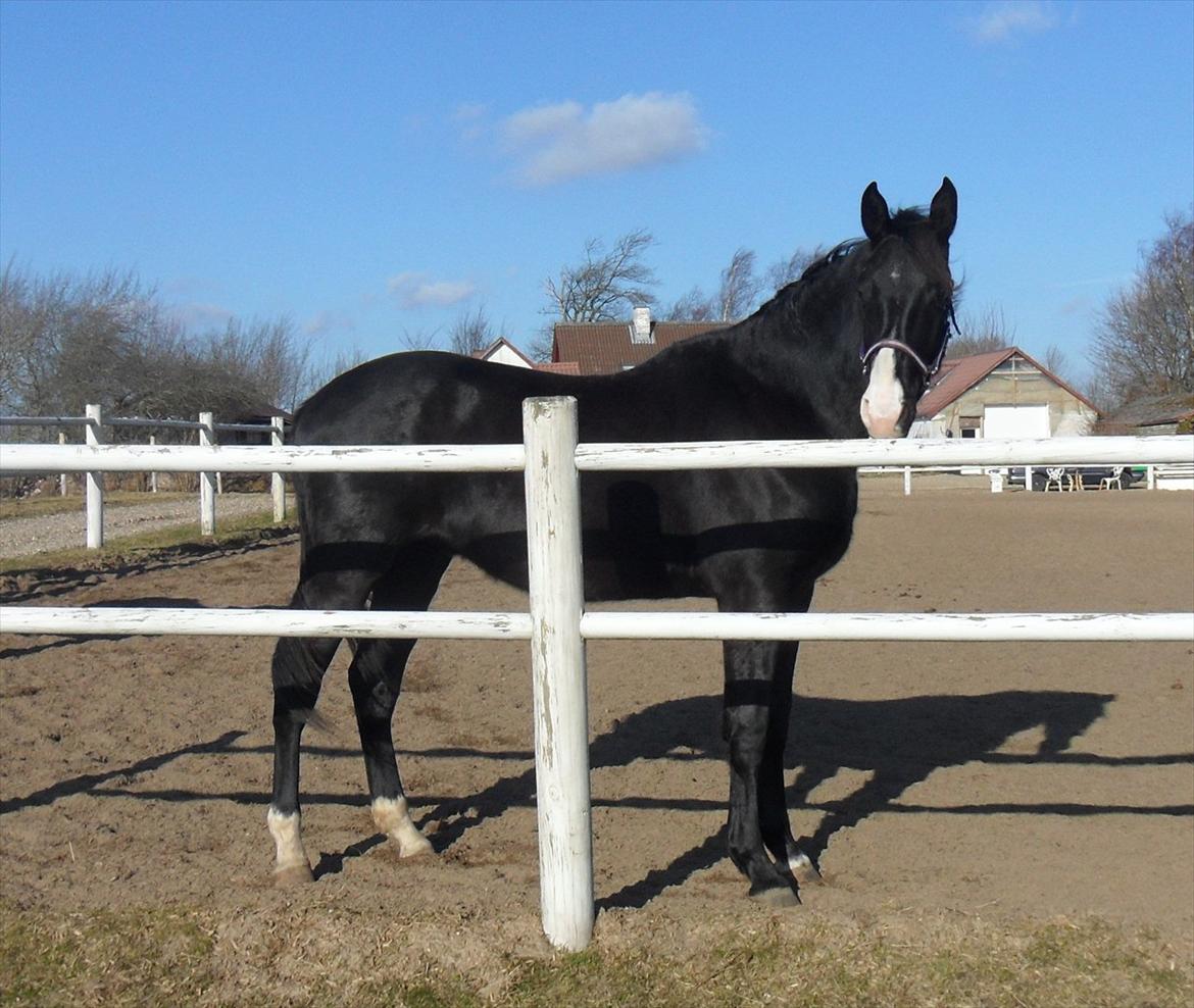 Anden særlig race Klitgaards Mr Big *R.I.P* - Næsten 2 år og smuk  billede 33