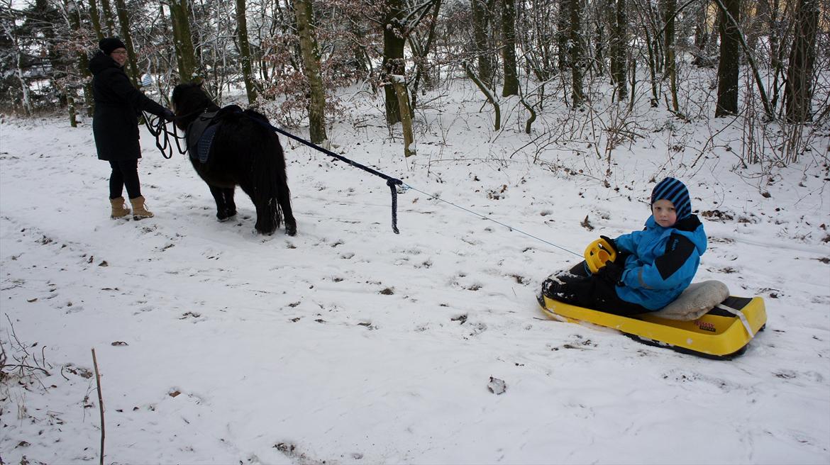 Shetlænder Morticia <3 (tidligere Trunte) - Morticia giver da gerne Noah en tur i slæden :D billede 5