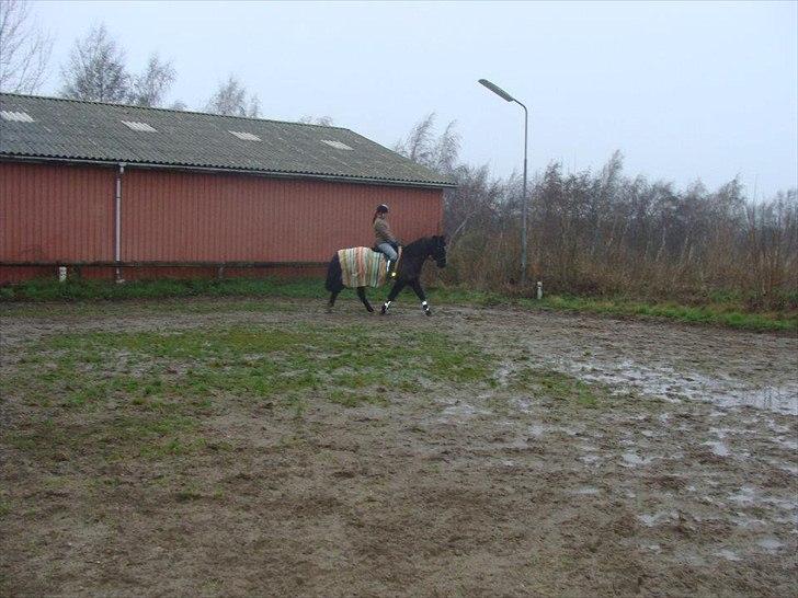 Anden særlig race Uni billede 7