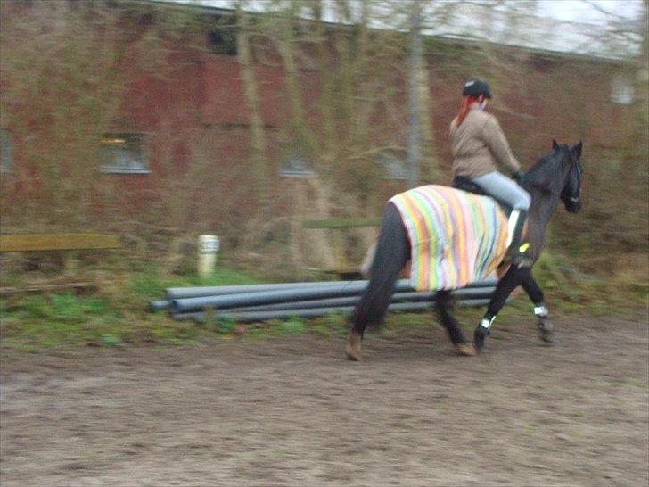 Anden særlig race Uni billede 8