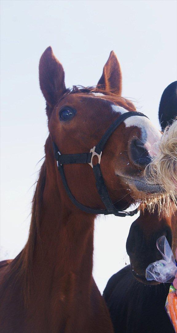 Palomino Ladimentos! - Dejlige hypper <3 billede 20