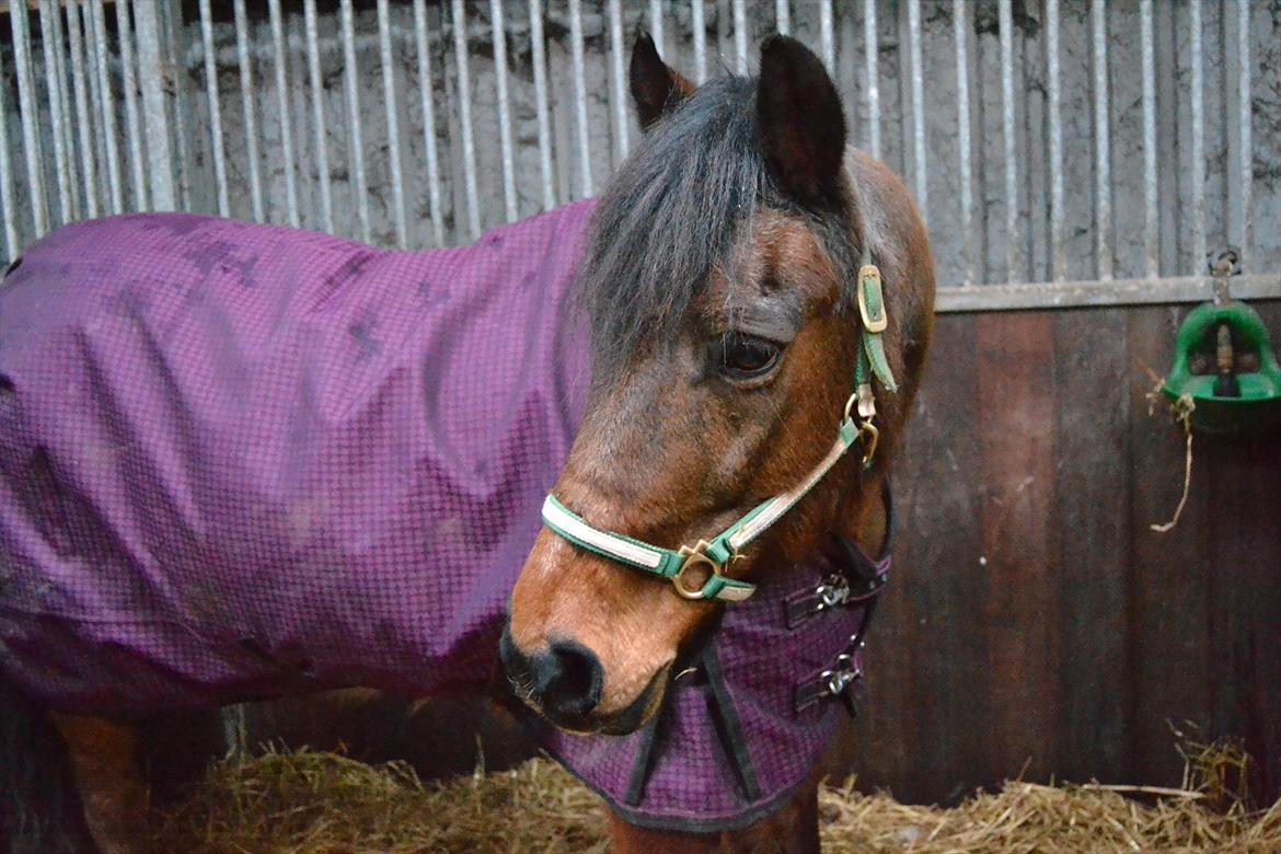 Anden særlig race Walter billede 6