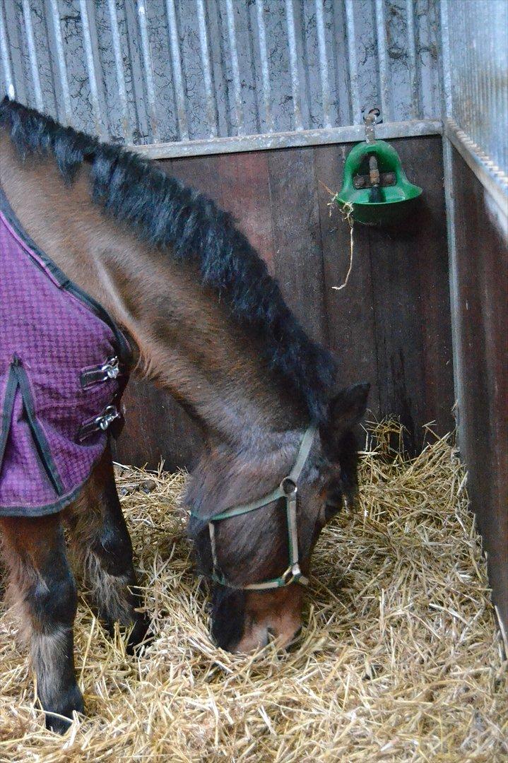 Anden særlig race Walter billede 14