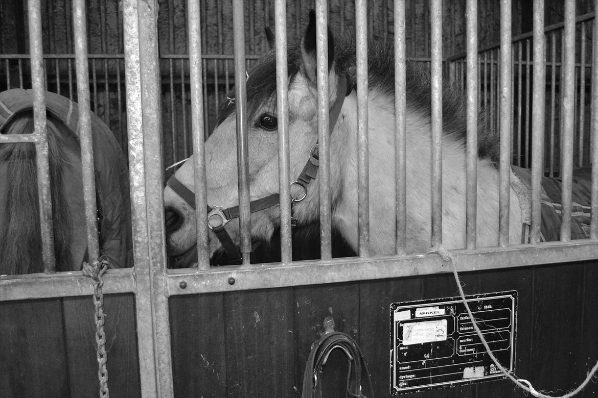 Anden særlig race Mikkel  billede 4