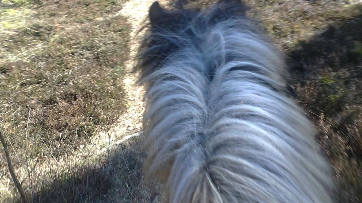 Fjordhest Maltus - Fantastisk dag!
02/03/2012
 billede 13