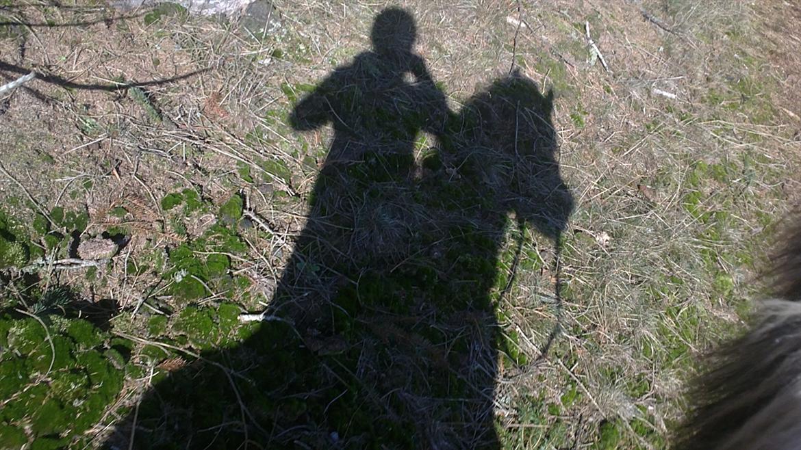 Fjordhest Maltus - 02/03/2012 billede 14