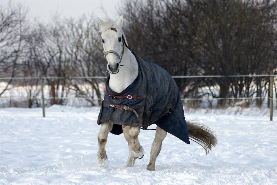 DSP  Stenvænge Sarka billede 20