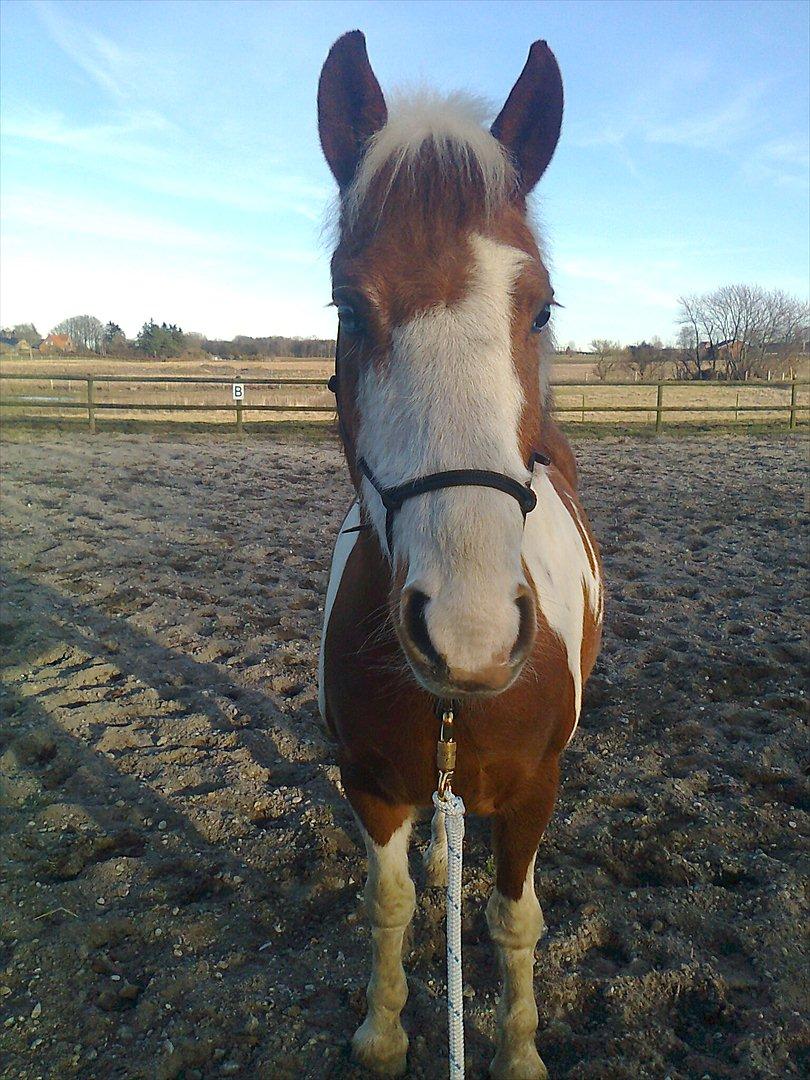 Anden særlig race Wotan - MIN elskede og dygtige pony <3 billede 14