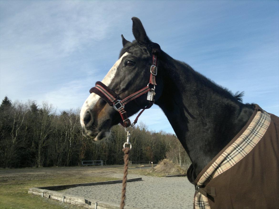 Hollandsk Varmblod Moberlina <3 Prinsessen<3 - Ude og gå en forårs tur :* 2012 Foto: Mig selv billede 13