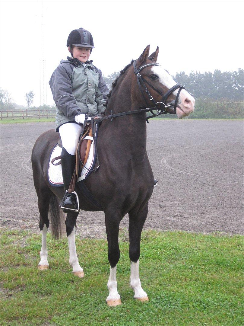 Welsh Pony (sec B) F.H. Bjerregårds Wonder - til stævne opvarmning billede 9