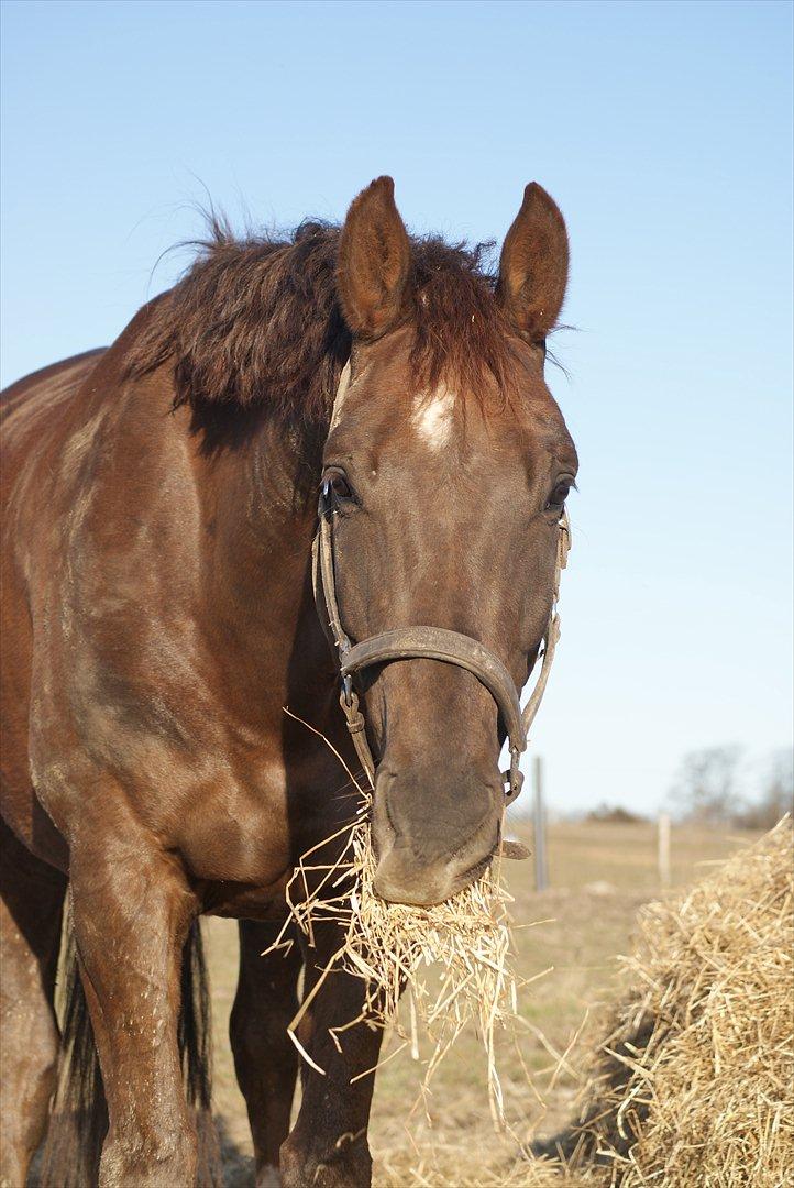 Dansk Varmblod Linkin´ Park - på folden d. 2 marts billede 13