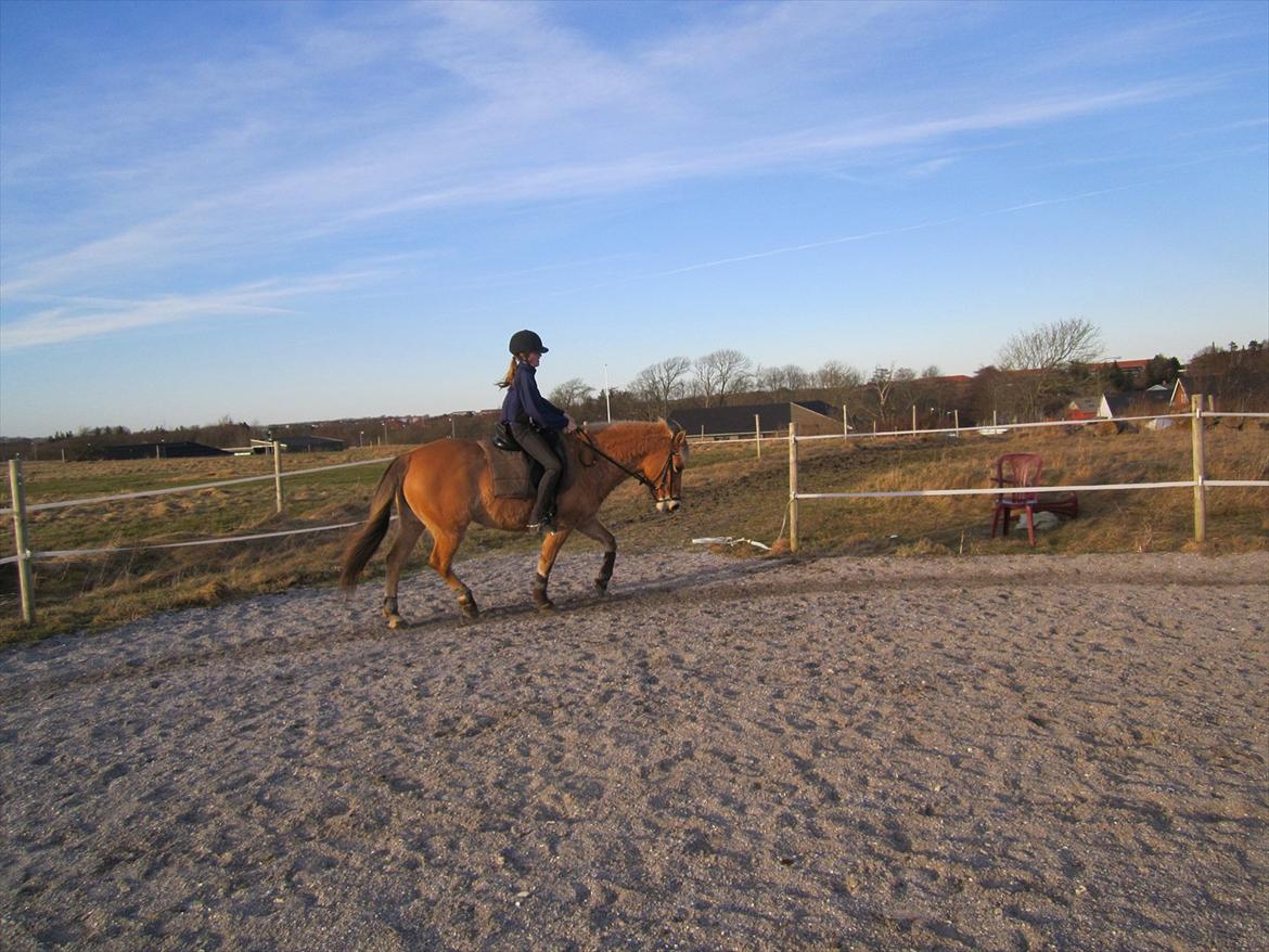 Anden særlig race Tøsne - Hun var sååå god min lille prinsesse :* billede 4