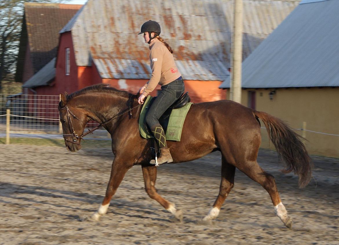 Dansk Varmblod Linkin´ Park billede 16