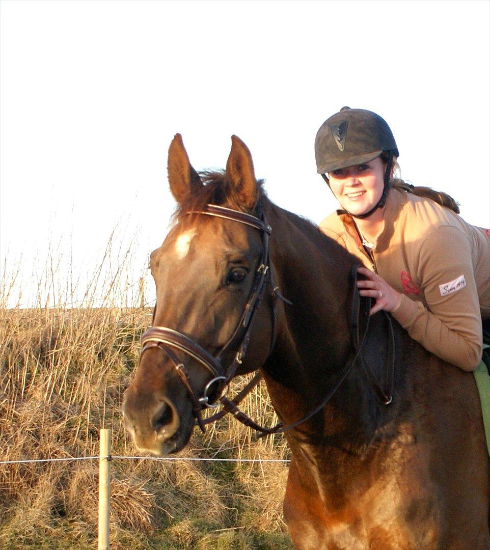 Dansk Varmblod Linkin´ Park billede 18