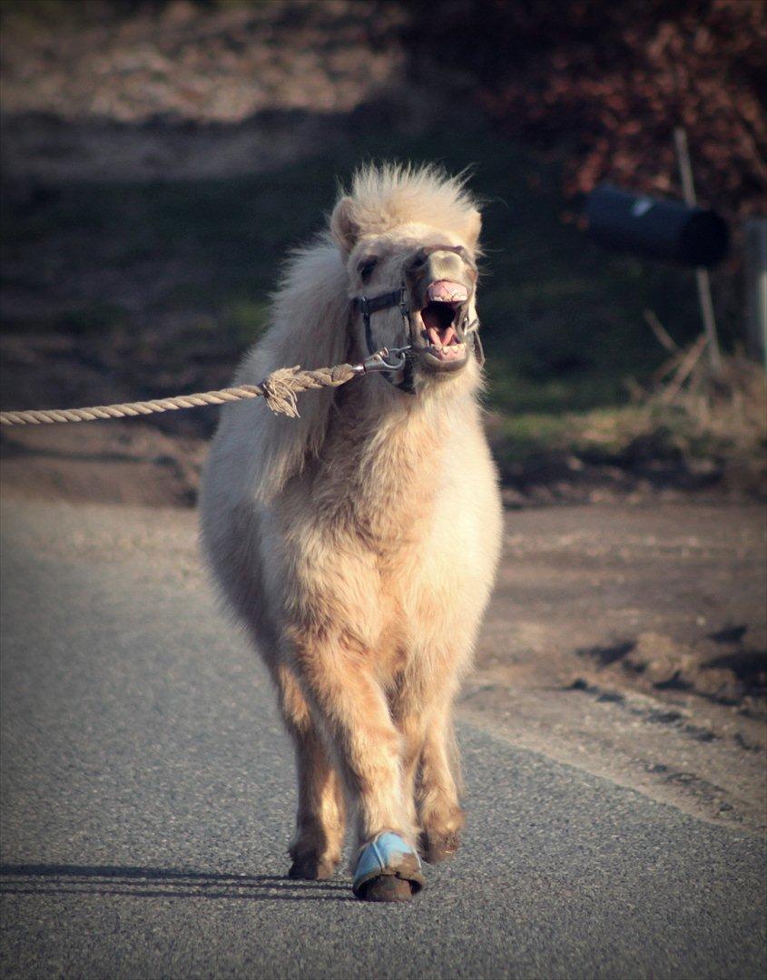 Shetlænder Sandagers Elvis - Elvis når han er sejest :-D  billede 13