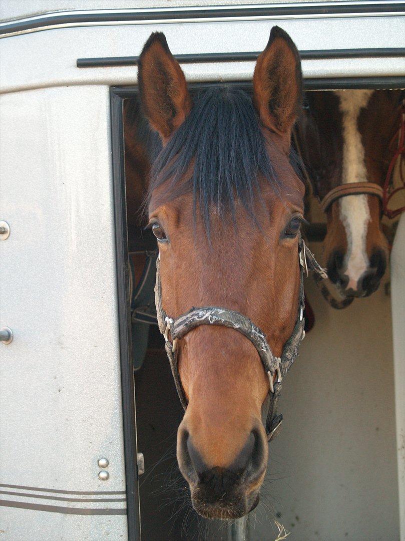 Dansk Varmblod Pinvigs Gambler -FAR's- - Stævne LB* og LB** :D<3
Slutningen af Feb 2012 [Foto: Mig ] billede 15