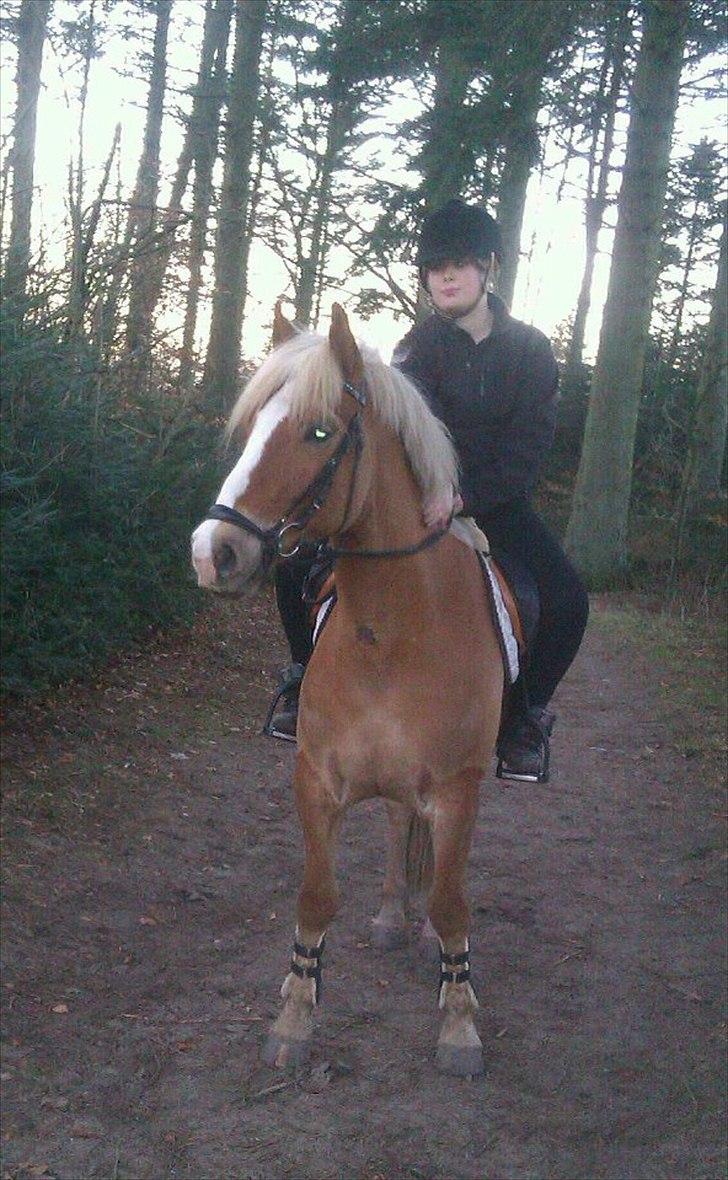 Haflinger PEGASUS billede 5