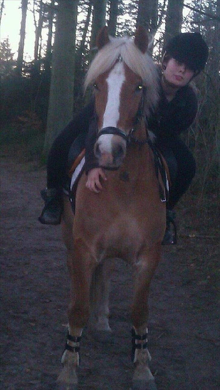 Haflinger PEGASUS - Elsker dig prinser <3 billede 12