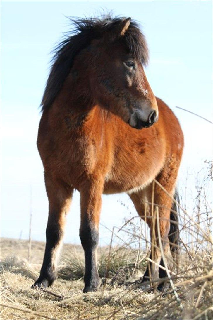 Islænder Náttfari fra Ll. Hafmey billede 13