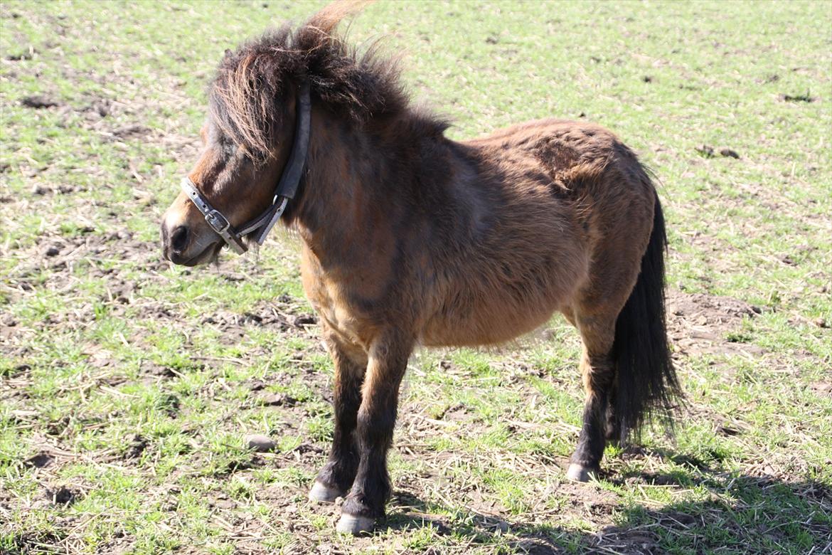 Shetlænder Bølle Bob - En lille fiks model billede 5